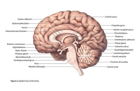 Brain Images Labeled