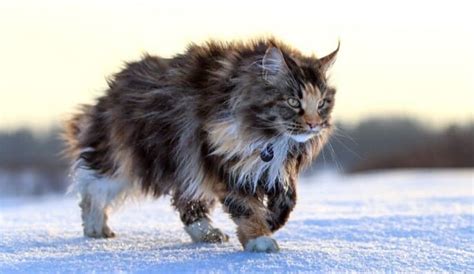 El Gato Maine Coon – Características y Cuidados - Ciudad Felina .com 2024