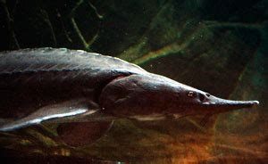 Sturgeon species at risk, but some Great Lakes populations on the rise ...