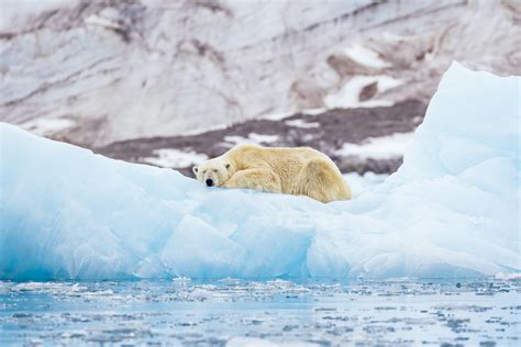 Endangered Species Polar Bear