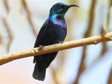 Purple Sunbird - eBird