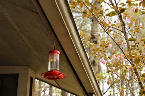 How To: Fill and Hang a Hummingbird Feeder