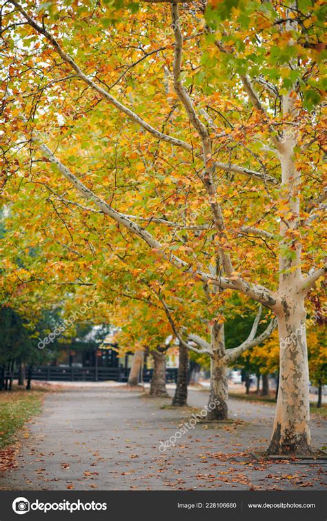 Beautiful Trees Autumn City Street Stock Photo by ©soleg 228106680