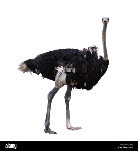 Ostrich running Cut Out Stock Images & Pictures - Alamy