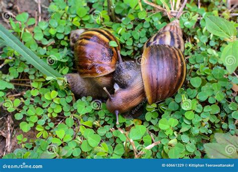 Breeding Of Snail Stock Photo - Image: 60661329