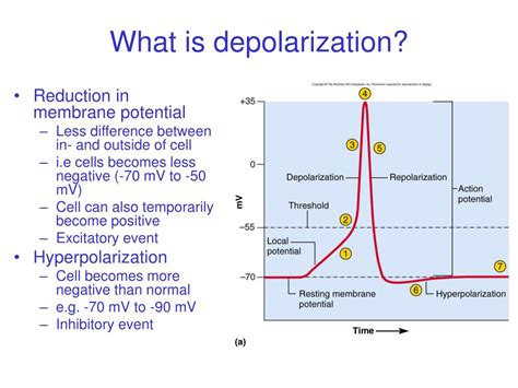 PPT - Nerve physiology PowerPoint Presentation - ID:29865