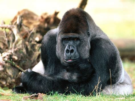 Western Lowland Gorilla | Wild Life World