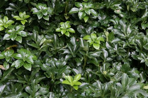 17 Evergreen Ground Cover Options for Year-Round Color in the Garden