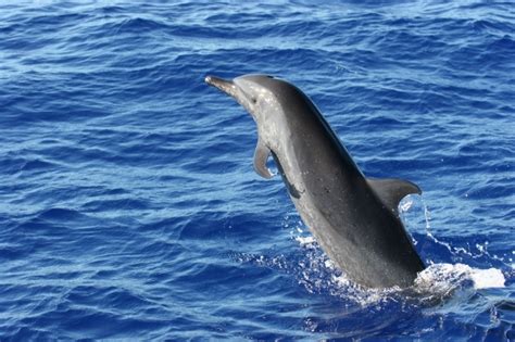 Pantropical Spotted Dolphin – "OCEAN TREASURES" Memorial Library