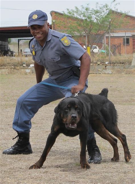 Pin by OnlyDogLovers on Police Dog | Rottweiler dog, Riding helmets ...