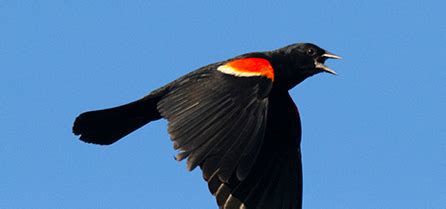 Red-winged Blackbird | EEK WI