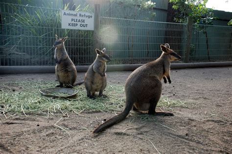 Visiting the Featherdale Wildlife Park