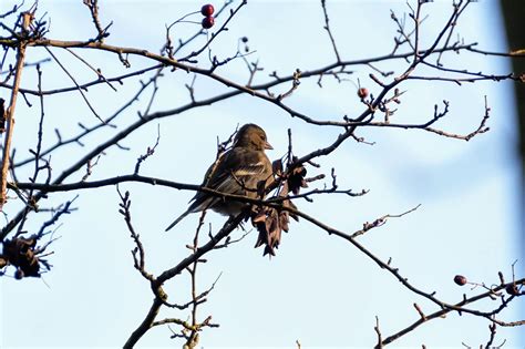 Urban birdwatching: The secret wildlife of Fletcher Moss Park in ...