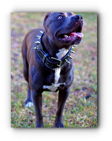 Pitbull Training – Reasons Why You Should Train Your Pitbull | Pitbulls ...