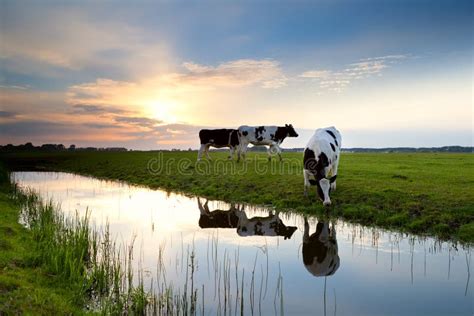 Cows Grazing on Pasture at Sunset Stock Photo - Image of pastoral ...