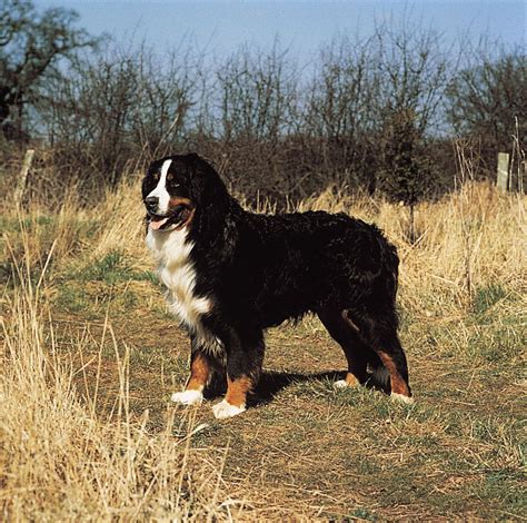 Bernese Mountain Dog | Description, Temperament, Images, & Facts ...