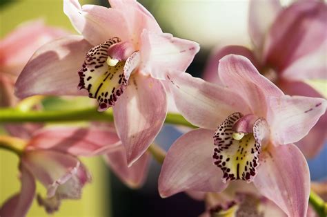 Tips for Growing Cymbidium Orchids