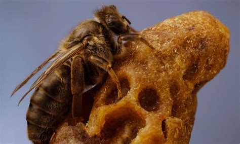 Queen Bee vs Worker Bee: What are the Differences? - A-Z Animals