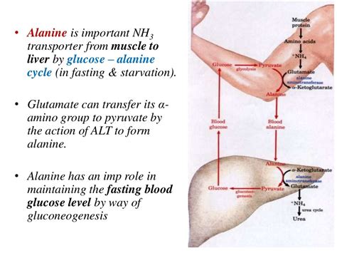 AAM-4: Metabolism of Glycine & Alanine