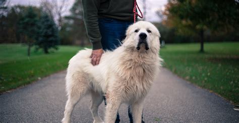 Great Pyrenees Guide (Lifespan, Size & Characteristics)