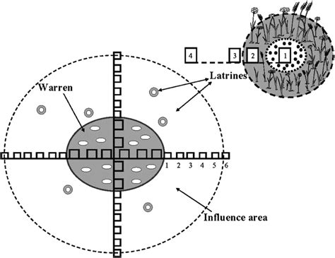 Schematic representation of a rabbit warren and other sampled subunits ...