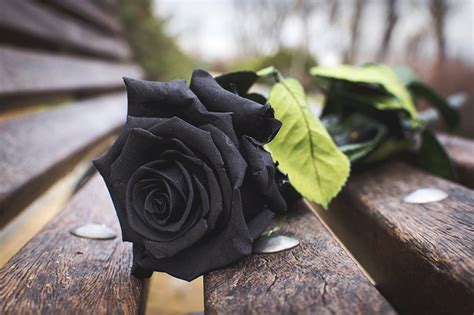 Black rose flower, rose, black, bench, nature HD wallpaper | Wallpaper ...