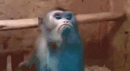 When I find someone put the peanut butter in the fridge | Monkeys funny ...