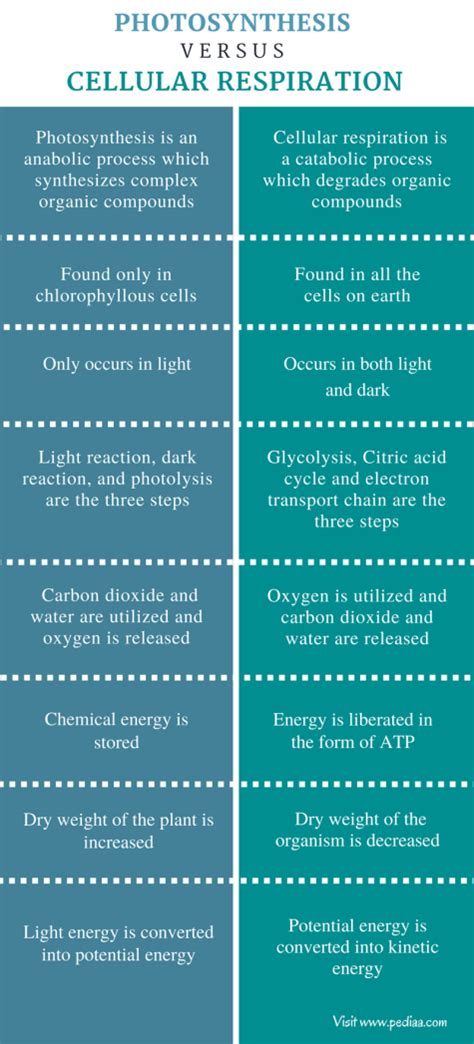 Difference Between Photosynthesis and Cellular Respiration - Pediaa.Com