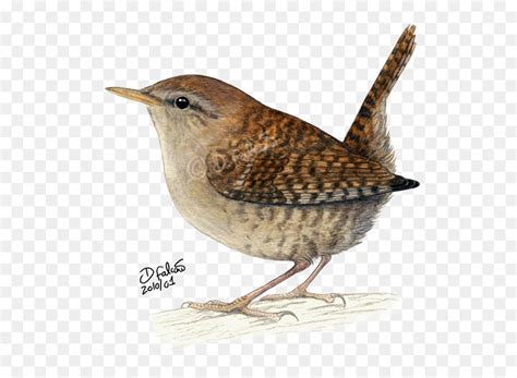 Carolina Wren Drawing at GetDrawings | Free download