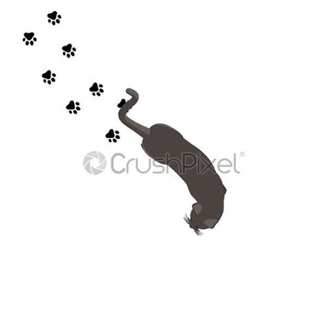 Cat top view vector black cute isolated illustration animal realistic ...