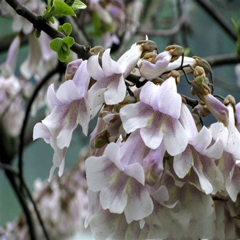 500pcs FastGrowing Paulownia Seeds OutletTrends.com Free Shipping Up to ...