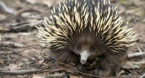 Solve The Echidna, or Spiny Anteater, Earth’s Tiny Egg-laying Mammal ...