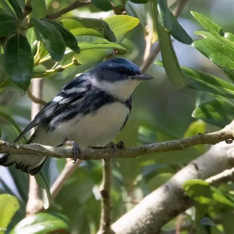 Cerulean warbler - Facts, Diet, Habitat & Pictures on Animalia.bio