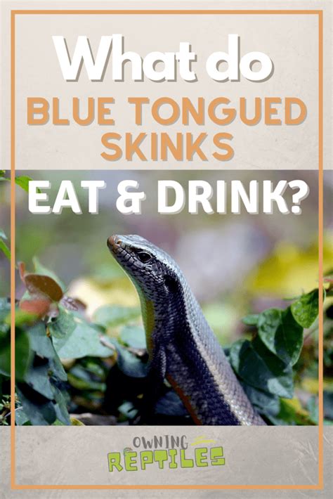 What Do Blue Tongue Skinks Eat And Drink? - Owning Reptiles