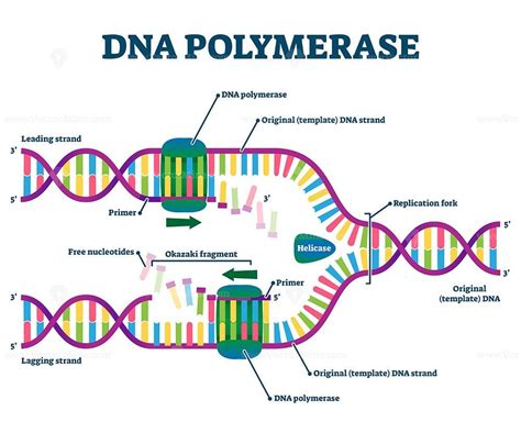 Dna Polymerase Structure Diagram Biochem Nucleic Acids Struc