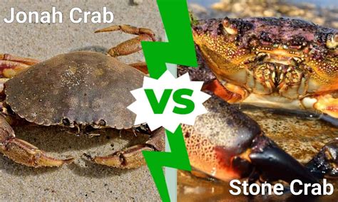 Jonah Crab vs Stone Crab: What’s the Difference? - A-Z Animals