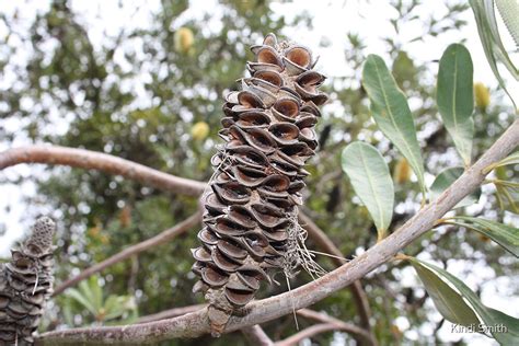 "Banksia seeds" by Kindi Smith | Redbubble