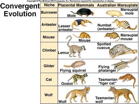 Ecological niches | Placental mammal, Convergent evolution, Animal ...