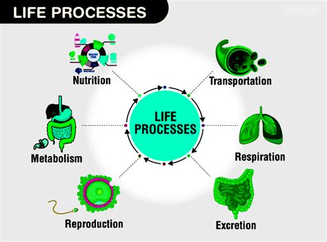 Life Processes: Types, Importance, and Processes | Testbook