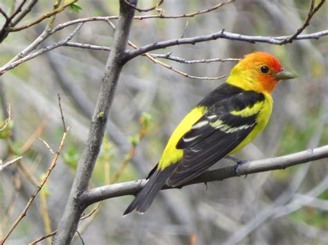 Western Tanager | Ornithology, Wildlife, Media