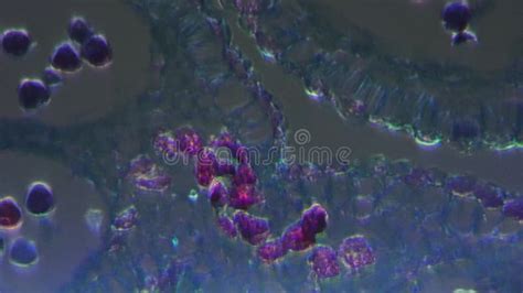 Apical Bud Filmed Under Microscope 40x in Longitudinal Section Against ...