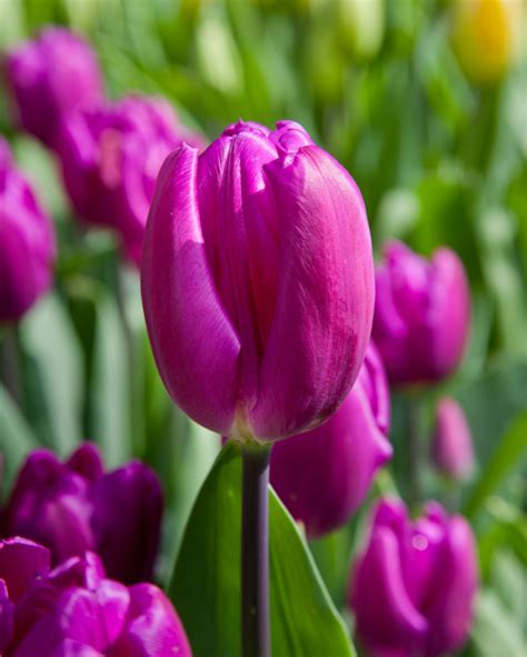 Tulip Purple Flag