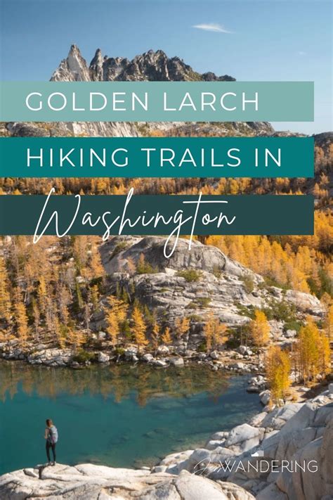 The best golden larch hiking trails in washington state – Artofit