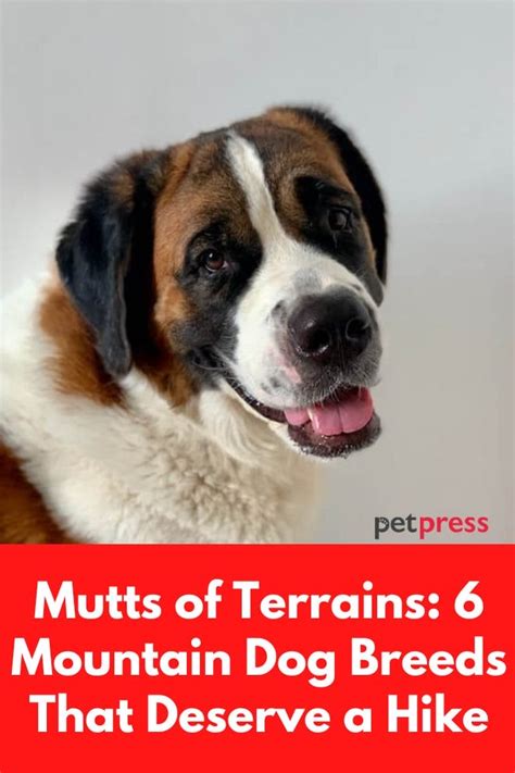 Mutts of Terrains: 6 Mountain Dog Breeds That Deserve a Hike