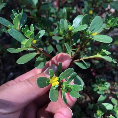 Purslane, the summer edible weed that gives so much — Wild Plants ...