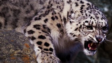 Rare Snow Leopard Hunting – First Ever Video Hunt in Wild | Roaring Earth