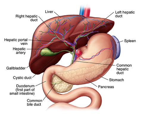 How the Liver Works | Saint Luke's Health System