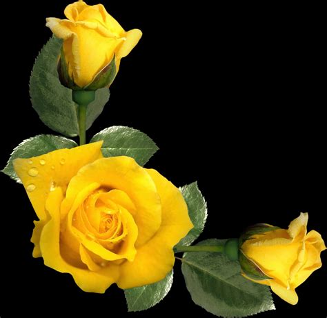 Download A Yellow Roses With Green Leaves [100% Free] - FastPNG