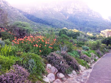 File:Kirstenbosch botanical garden - fynbos - cape town.jpg