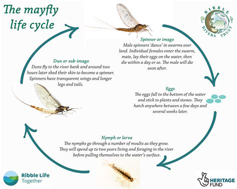 Mayfly lifecycle – Ribble Life Together